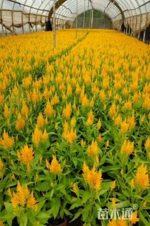 高度20厘米鸡冠花