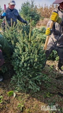 高度300厘米青海云杉