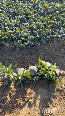 高度10厘米多花筋骨草