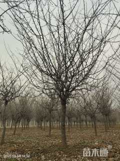 10公分垂丝海棠