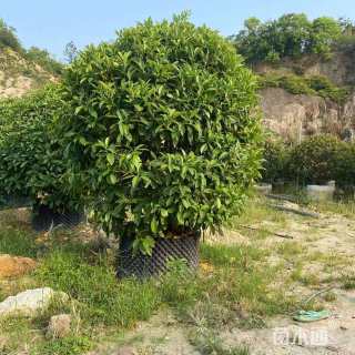 冠幅100厘米非洲茉莉球