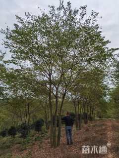 8公分(6杆)丛生朴树