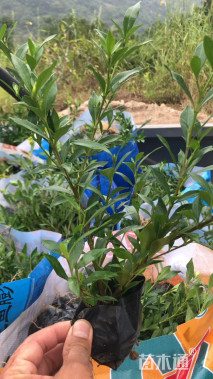 高度15厘米小叶栀子