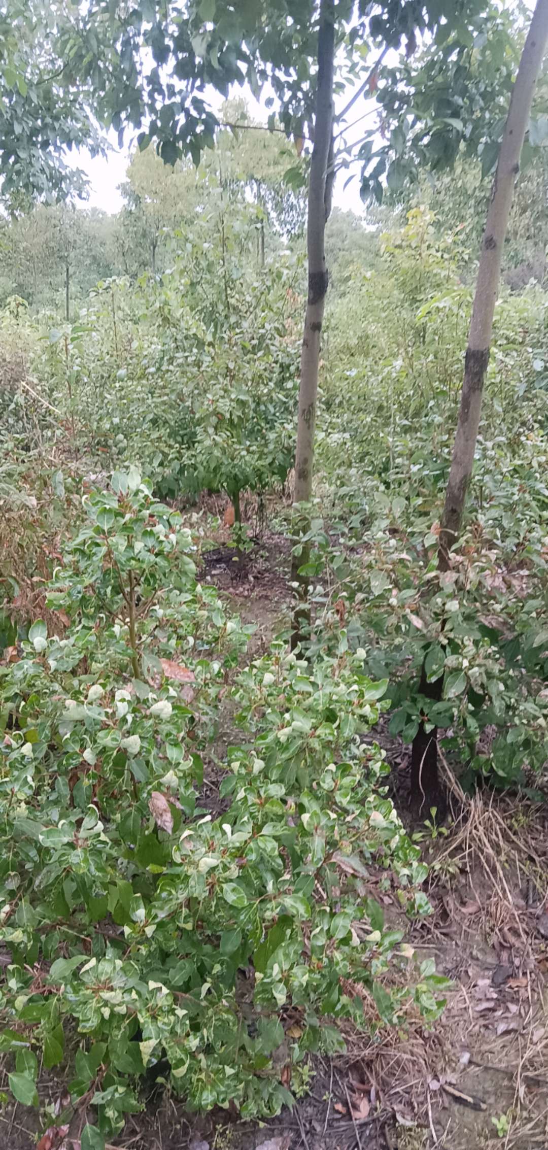 高度100厘米香樟小苗