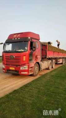 草卷状百慕大草