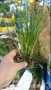 高度30厘米青绿苔草