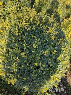 冠幅120厘米金禾女贞球