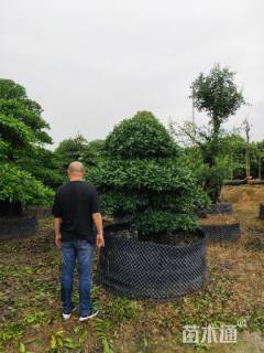 15公分造型金弹子