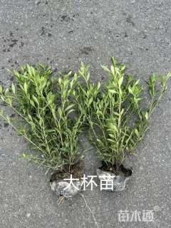 高度40厘米小叶栀子