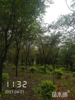 13公分高杆早樱