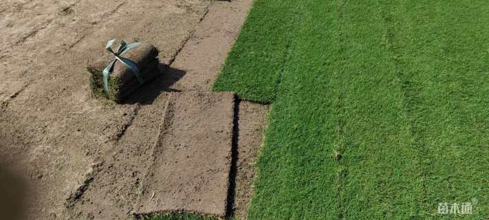 草卷状百慕大草