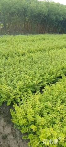 高度50厘米金叶女贞