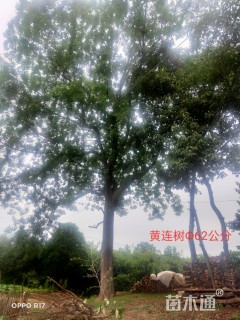 62公分黄连木