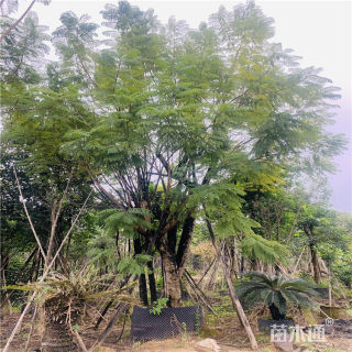 50公分丛生蓝花楹