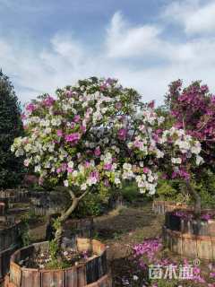 高度200厘米杜鹃