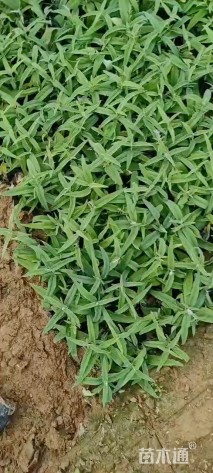 高度30厘米墨西哥鼠尾草