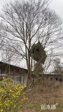 20公分朴树