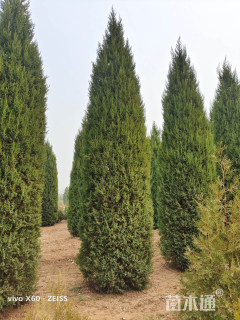 高度350厘米桧柏