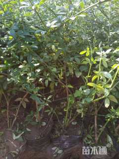 高度25厘米迎春花