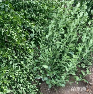 高度50厘米卫矛