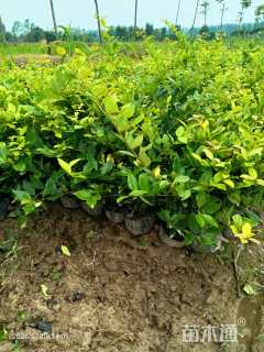 高度30厘米金森女贞