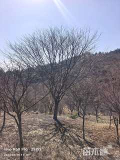 15公分中国红枫