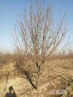 15公分八棱海棠