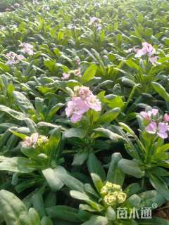 高度30厘米紫罗兰