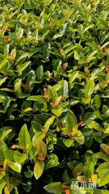 高度20厘米大叶龙船花