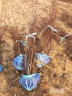 高度150厘米黄刺玫