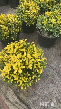 黄金枸骨