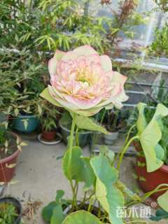 金莲花种子