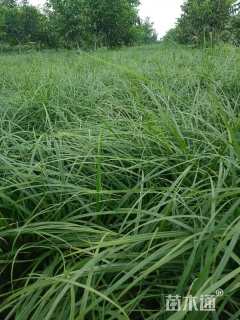 A-精品苔草