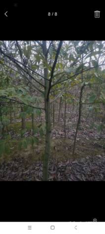 高度400厘米含笑