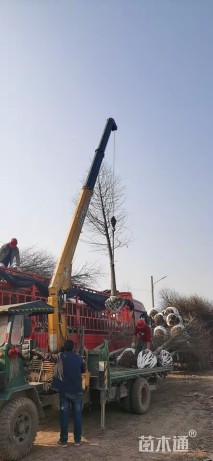 5公分中山杉