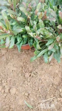 高度28厘米山桃草