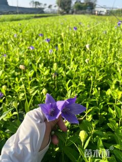 高度20厘米桔梗花