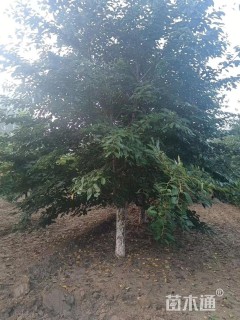 18公分染井吉野樱