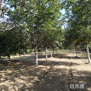 12公分染井吉野樱
