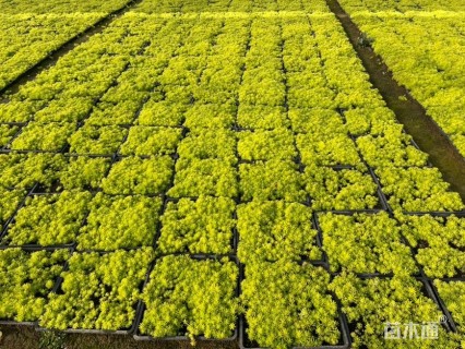 高度5厘米佛甲草