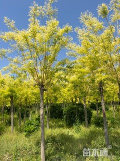 8公分黄金槐