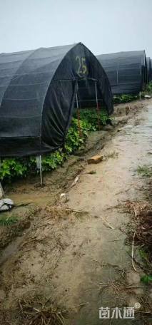 高度60厘米八角金盘