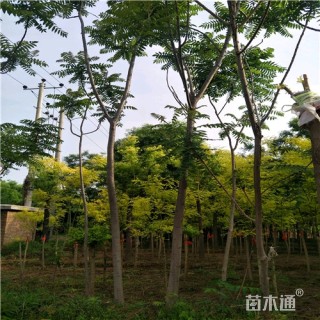 9公分火炬树