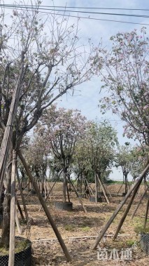 高度500厘米紫荆