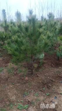 高度250厘米黑松