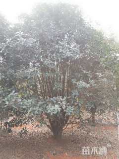 20公分桂花