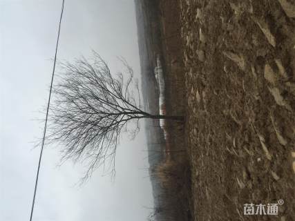 20公分朴树