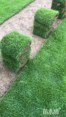 台湾二号草