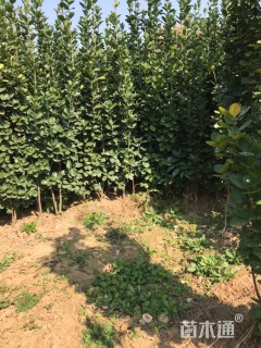 高度150厘米北海道黄杨