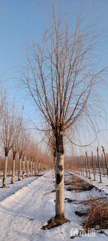 18公分金丝垂柳